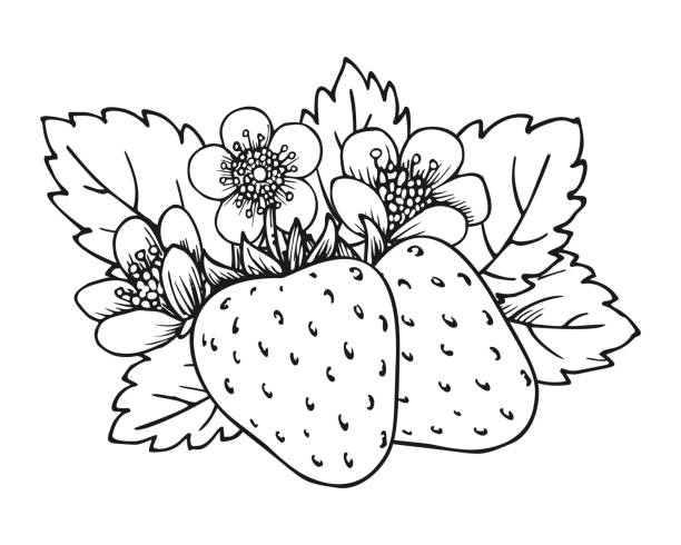 Strawberry coloring book whole ripe sweet fruit stock illustration