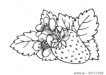 Whole ripe strawberry coloring book page