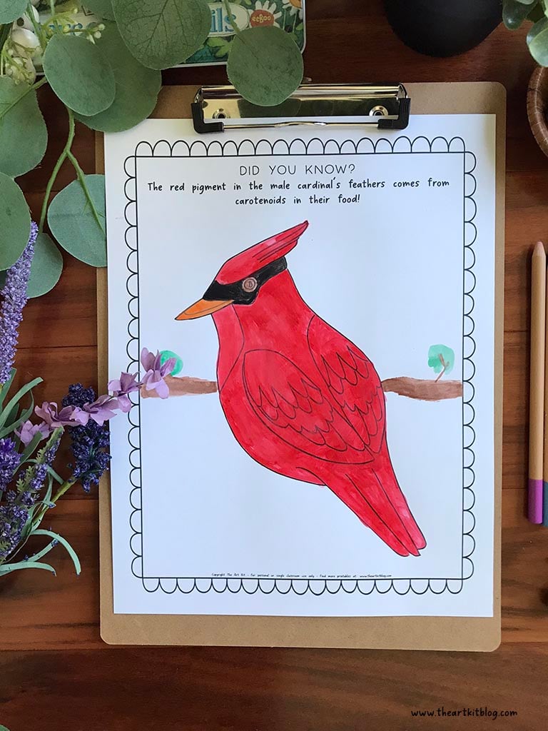 Cardinal coloring page with fun fact free printable â the art kit