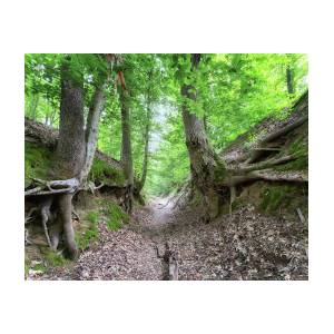 Sunken trace photograph by susan rissi tregoning