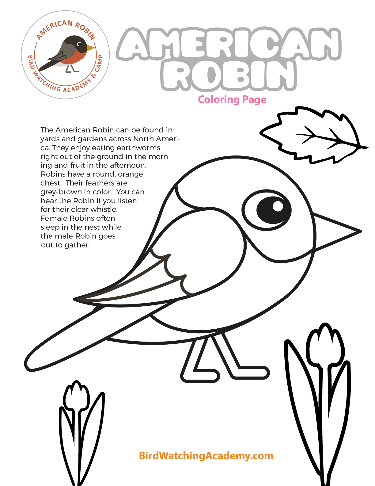 American robin coloring page