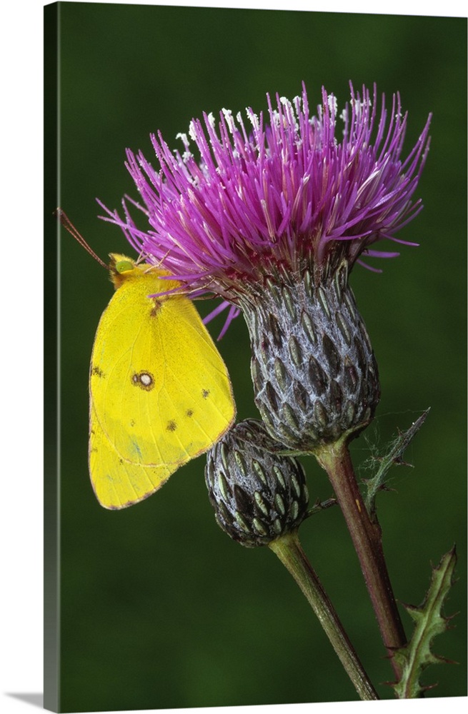 Yellow sulfur butterfly on thistle blossom close up michigan wall art canvas prints framed prints wall peels great big canvas