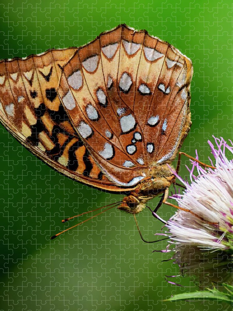 Great spangled fritillary butterfly on thistle blossom jigsaw puzzle by steve samples