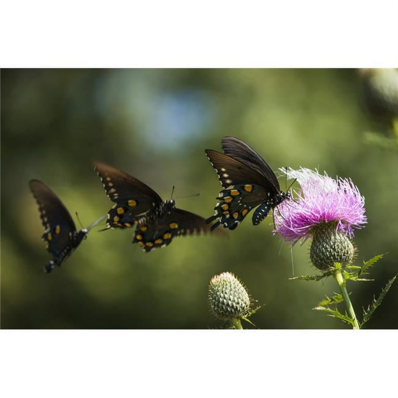 Black swallowtail butterflies swarm around thistle blossom