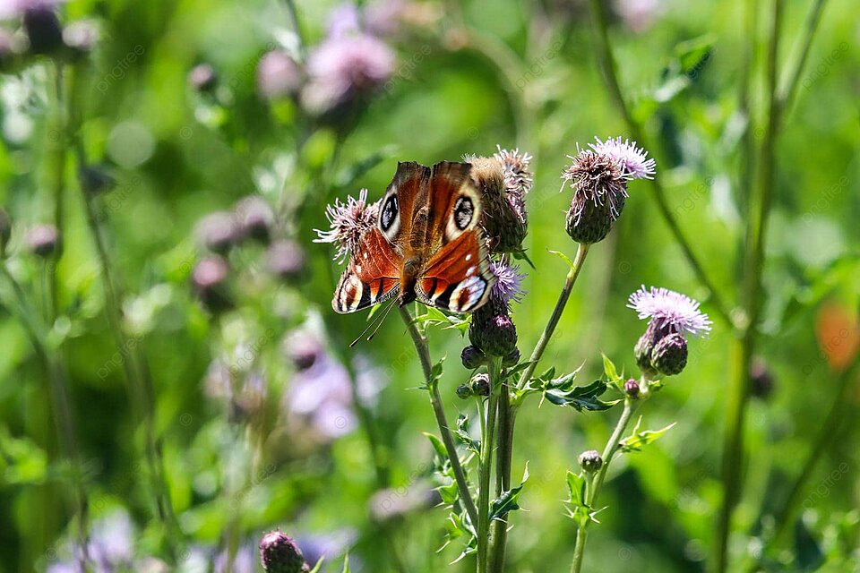 Peacock butterfly sitting on thistle blossom green blossom focus photo background and picture for free download