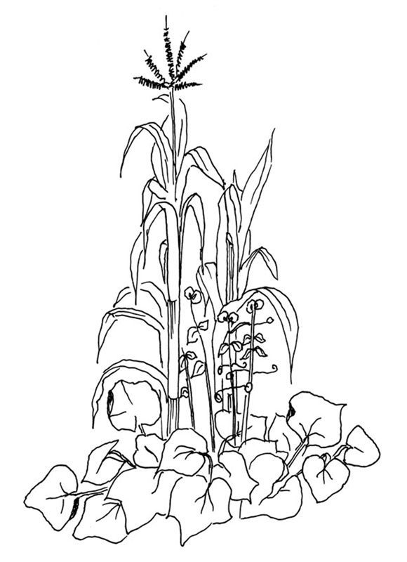 Three sister crop squash maize beans kitchen garden coloring pages garden drawing