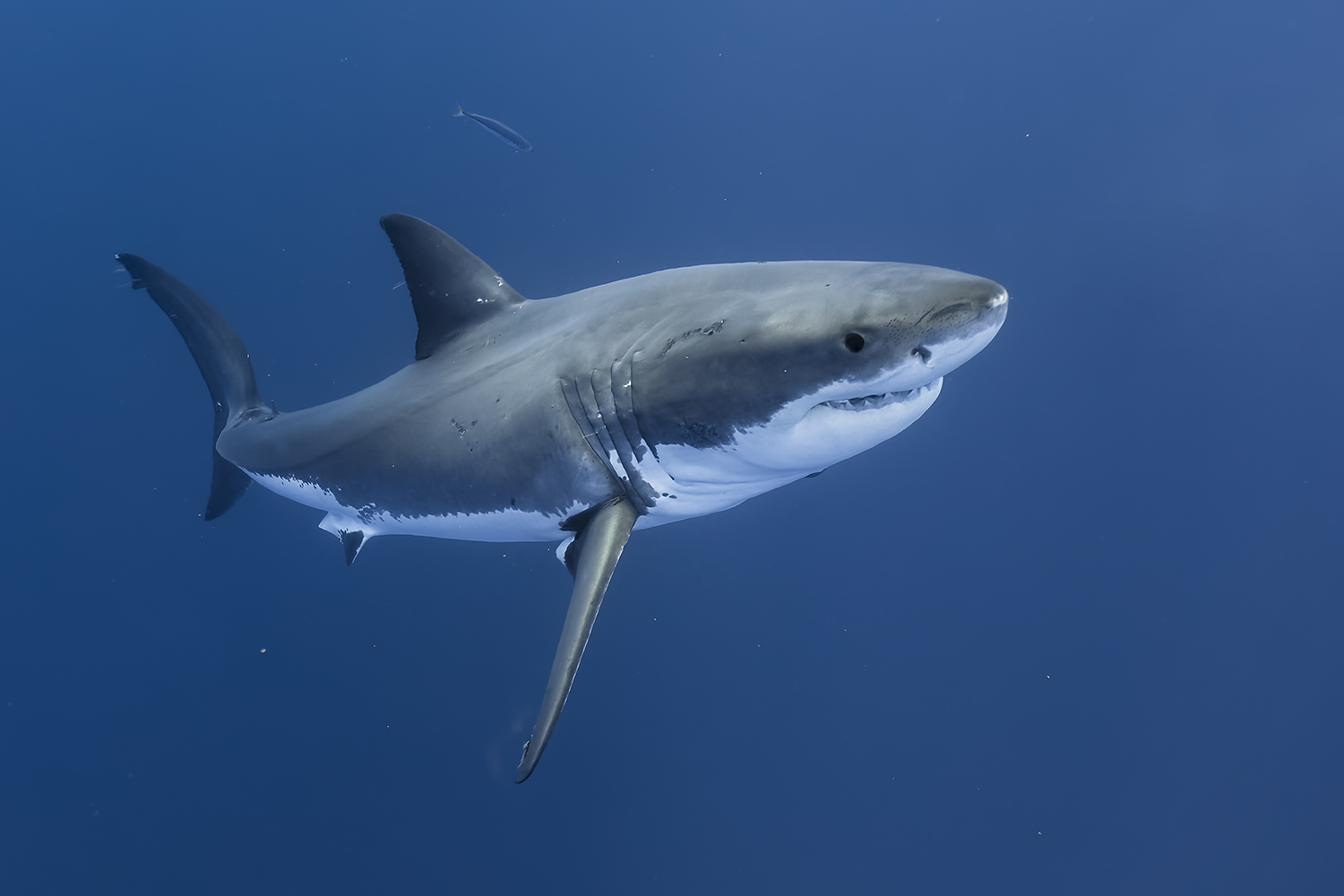 Gran tiburãn blanco â carcharodon carcharias â ficha de pez