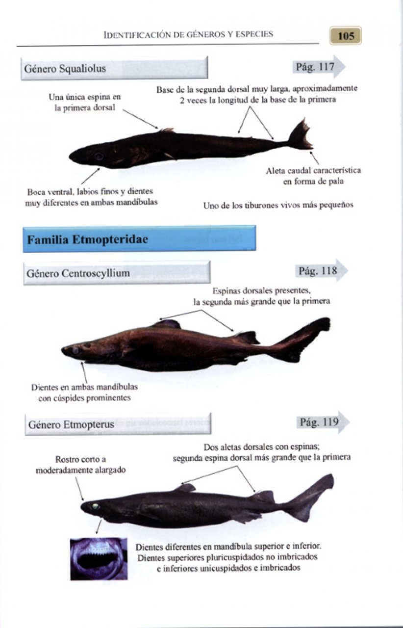 Tiburones rayas quimeras lampreas y mixãnidos de la costa atlãntica de la penãnsula ibãrica y canarias