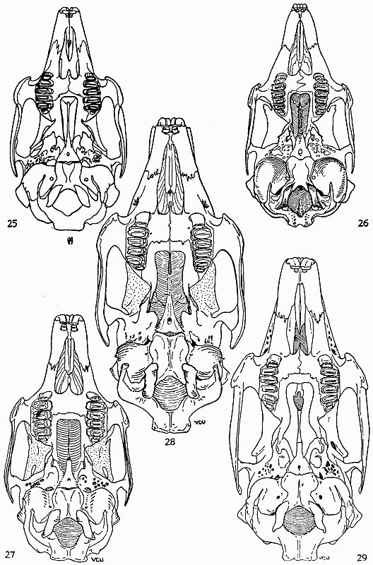 The project ebook of a synopsis of the north american lagomorpha by e raymond hall