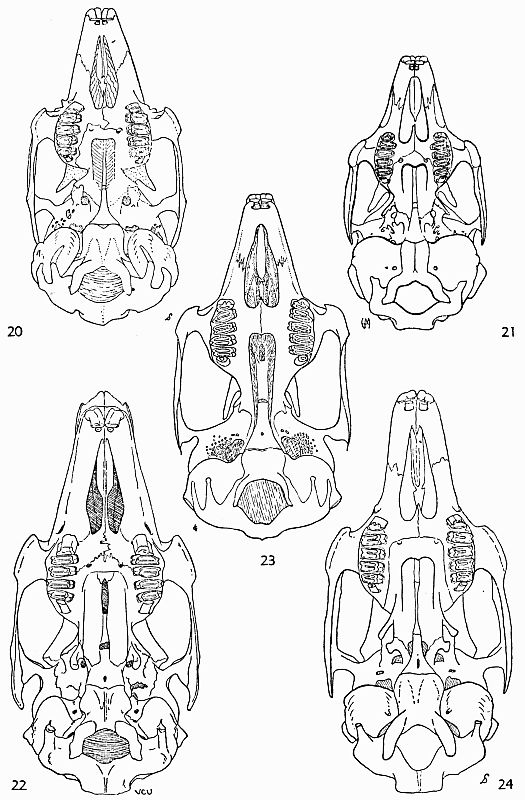 The project ebook of a synopsis of the north american lagomorpha by e raymond hall