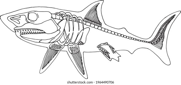 Monochrome skeleton shark images stock photos d objects vectors