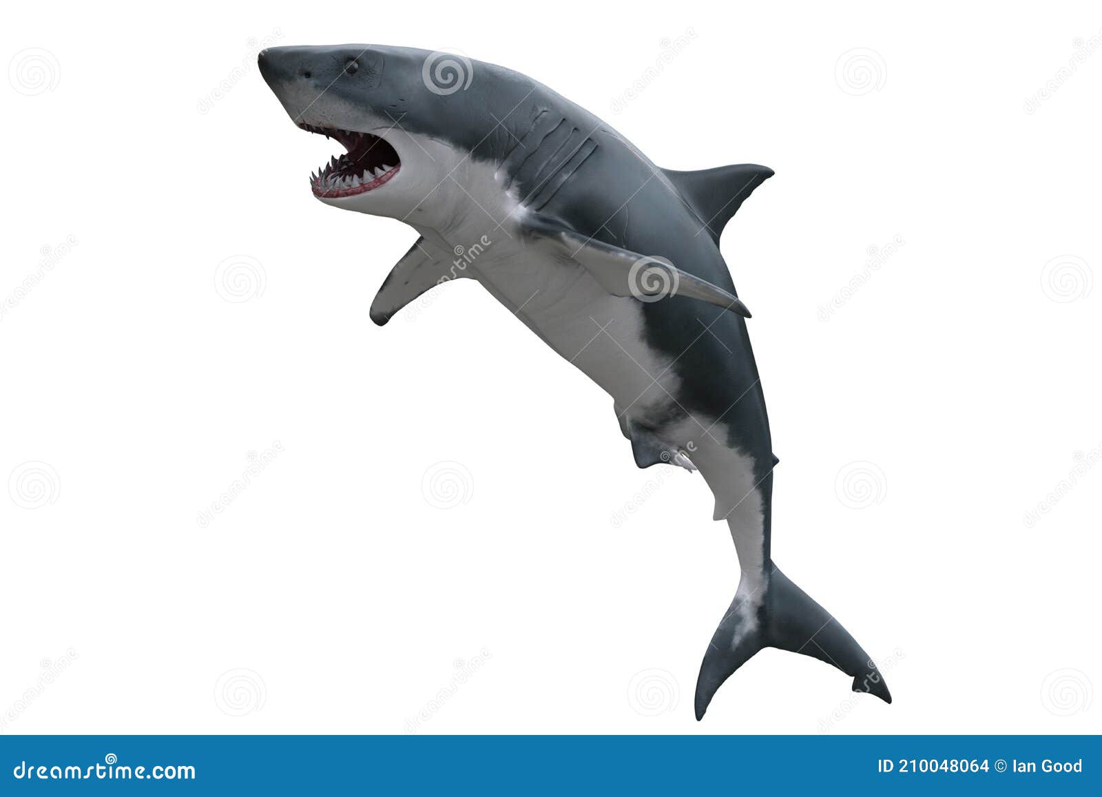 Great white shark jumping d render isolated on white stock photo