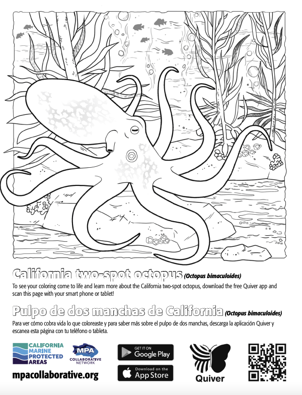 Octopus d augmented reality coloring page