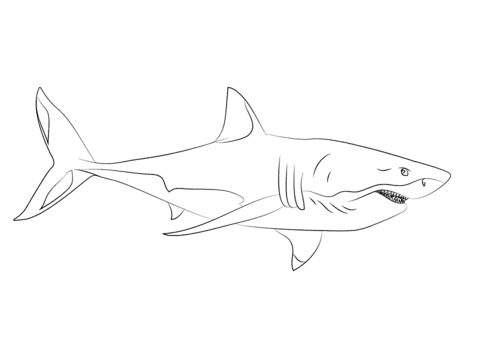 Great white shark coloring page free printable coloring pages