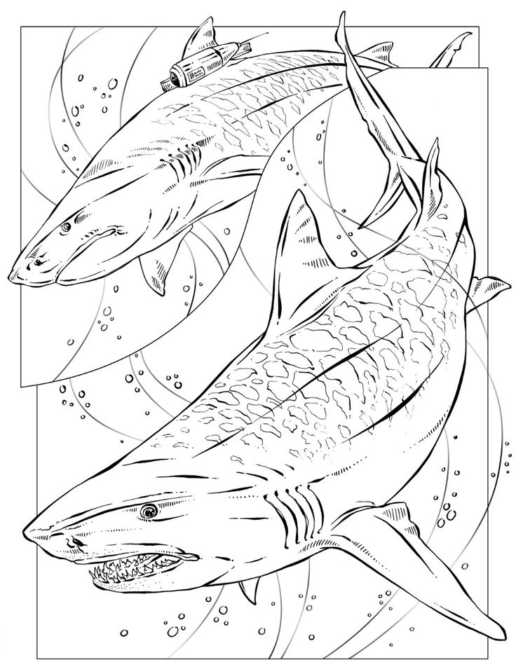 Coloring book animals j to z shark coloring pages shark drawing animal coloring books