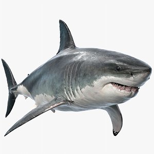 Shark d models for download