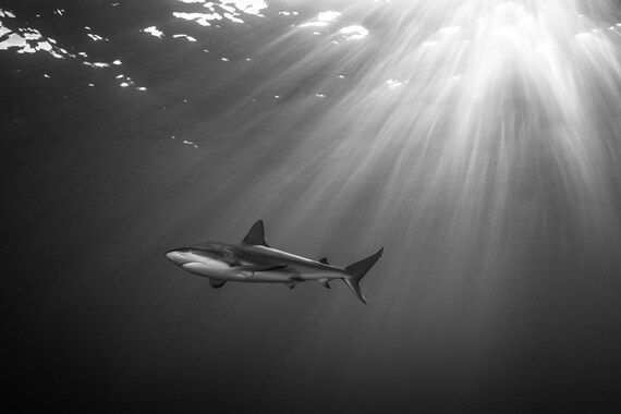 Impresiãn en blanco y negro de un tiburãn de arrecife con los rayos del sol fluyendo hacia el agua dimensiones x x x x x x