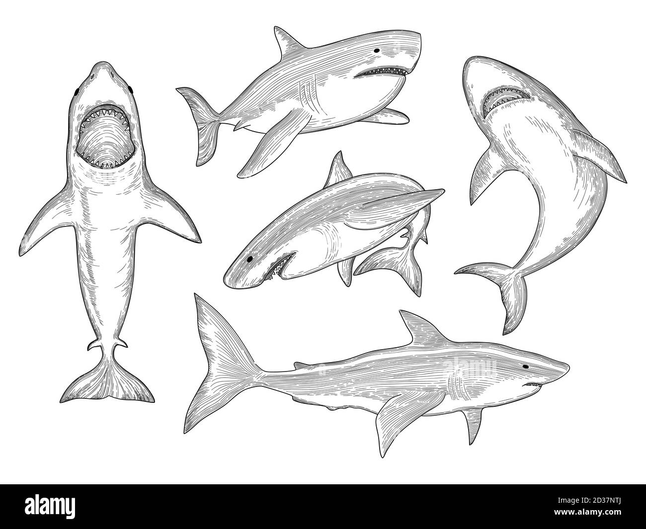 Tiburãn dibujado a mano agua criatura que fluye pec monstruo grande con la boca vector colecciãn de bocetos imagen vector de stock