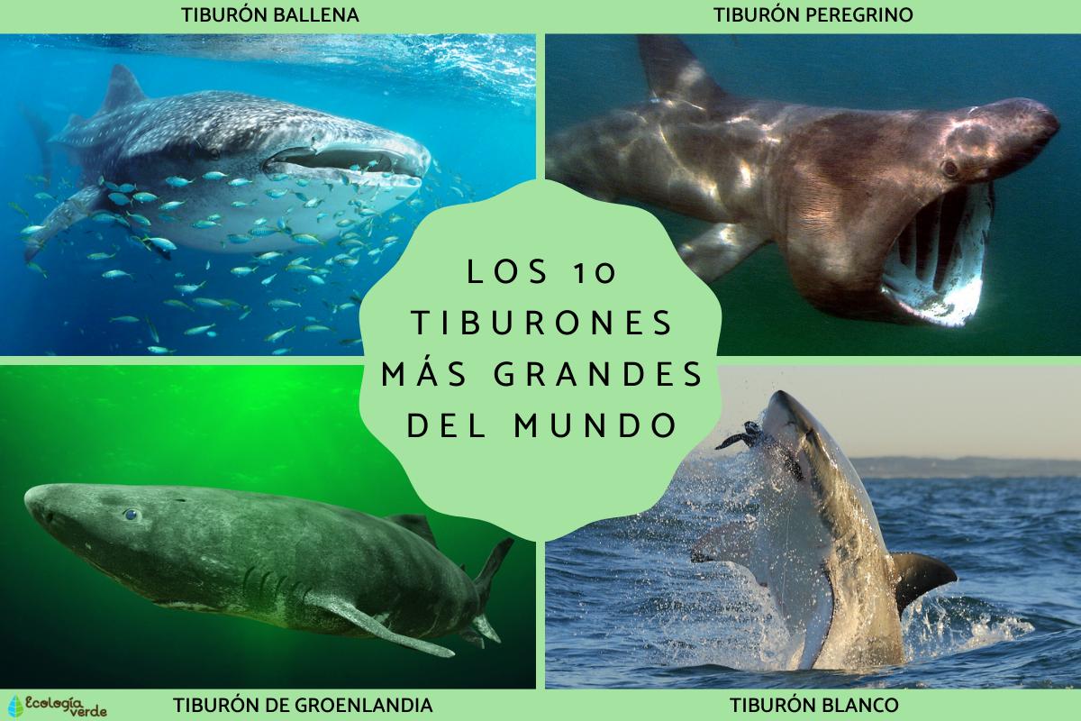 Los tiburones mãs grandes del mundo