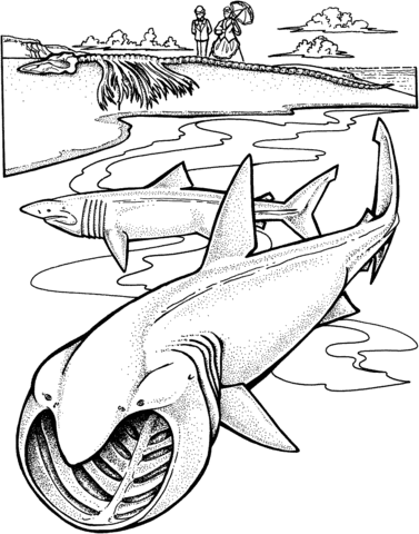 Dibujo de dos tiburones peregrinos para colorear dibujos para colorear imprimir gratis