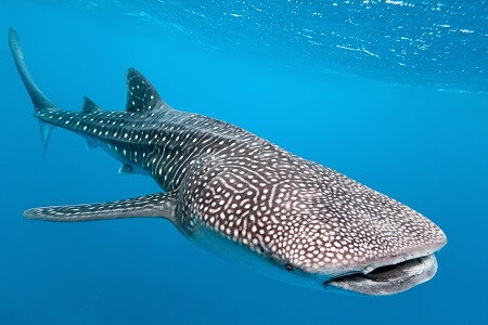 Tiburãn ballena toda la informaciãn del pez mãs grande del mundo