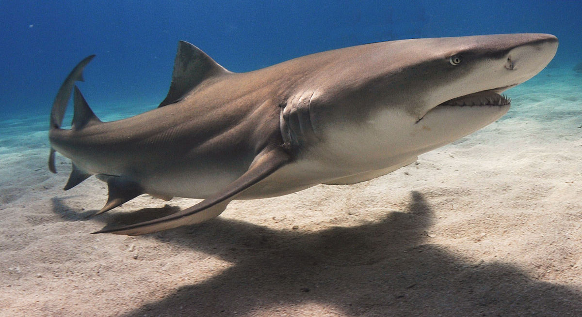 Lemon shark