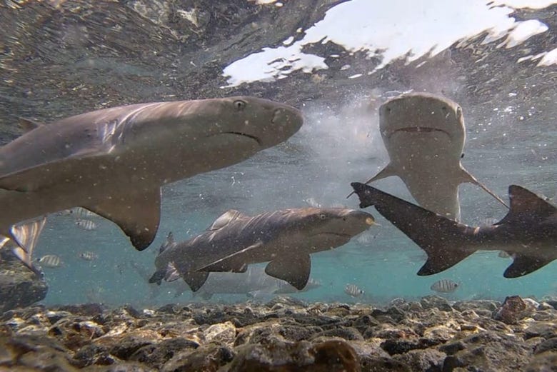 Tour to see the lemon sharks of sal island from santa marãa santa maria