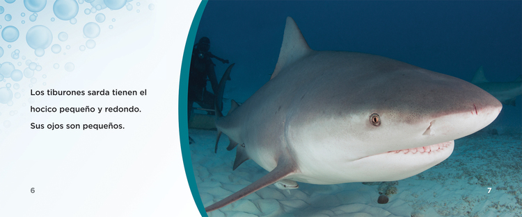 Tiburones sarda