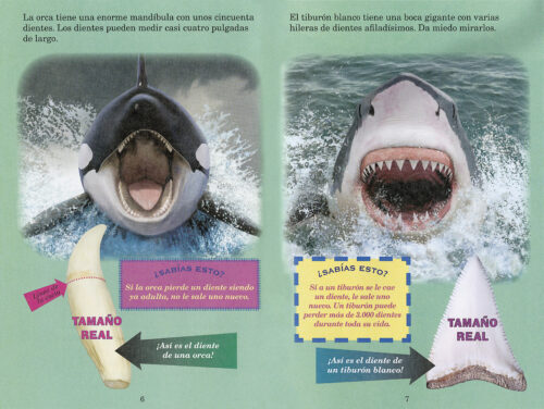 Quiãn ganarã orca vs tiburãn blanco who would win by jerry pallotta the teacher store