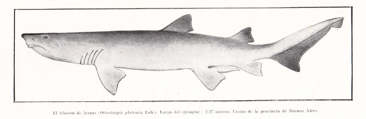 Carcharias taurus shark