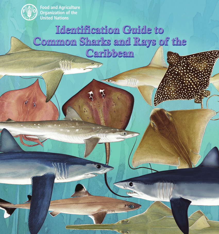 Pdf identification guide to common sharks and rays of the caribbean