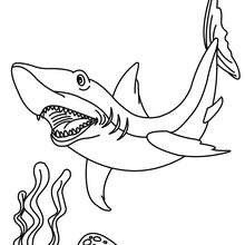 Tiger shark coloring pages