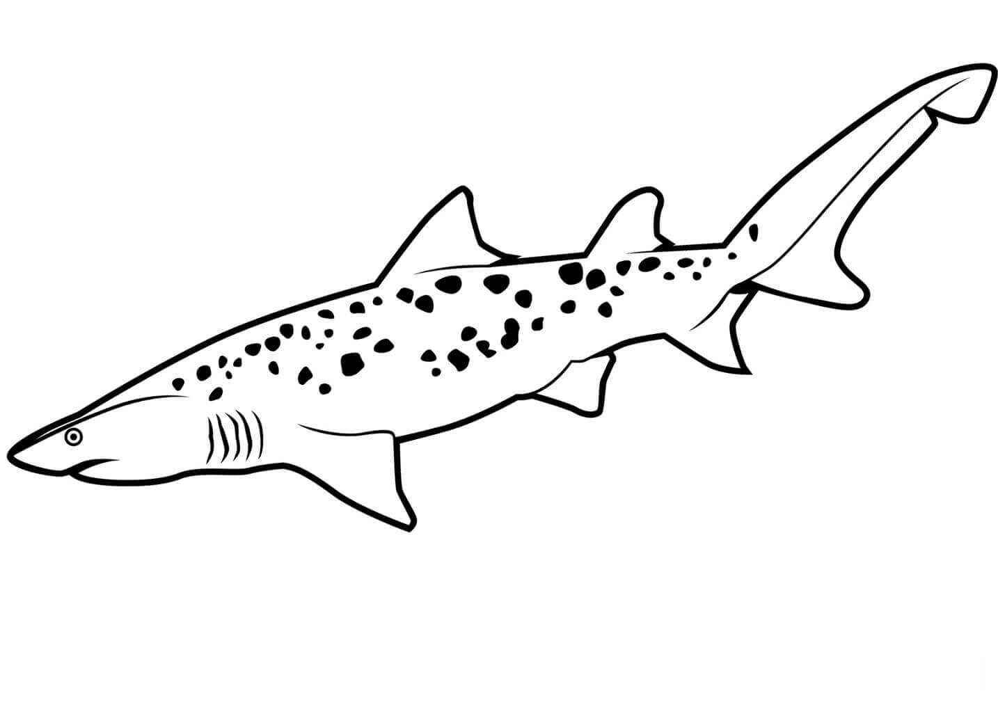 Sand tiger shark has a flattened and conical snout coloring page