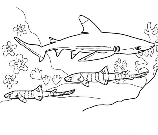 Pictures of sharks for kids to color in shark coloring pages shark pictures whale coloring pages