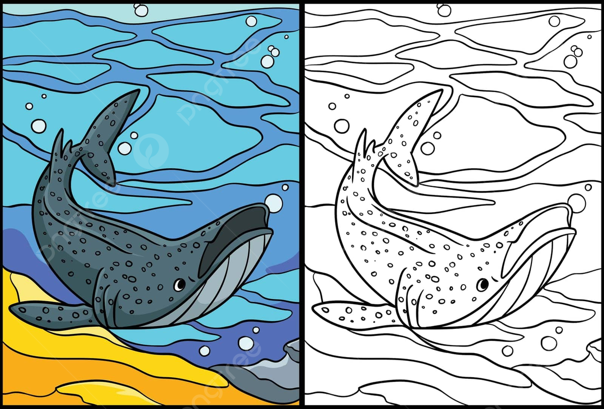 Dibujo de tiburãn ballena para colorear pãgina coloreada ilustraciãn vector arte dibujado a mano png dibujos dibujo de tiburon dibujo de ballena dibujo de rata png y vector para dcargar gratis