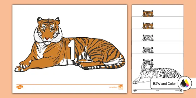 Tiger number cards printable resource usa