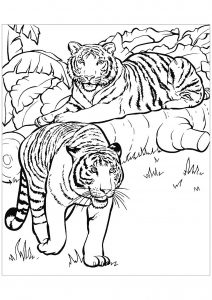 Tigers