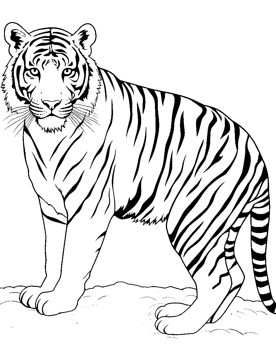 Tiger coloring pages free printable sheets