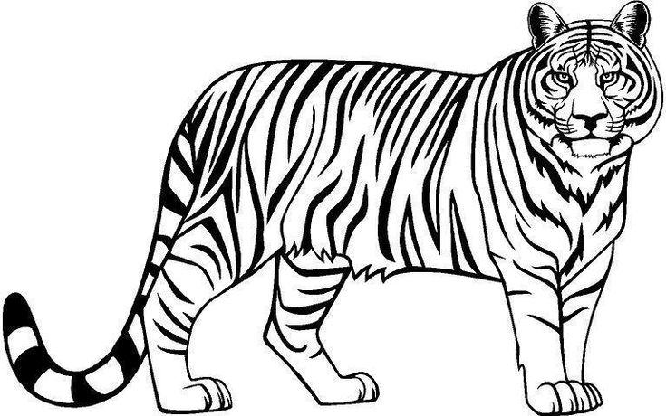 Tiger clip arts images free download black and white background tiger drawing zoo animal coloring pages black and white background