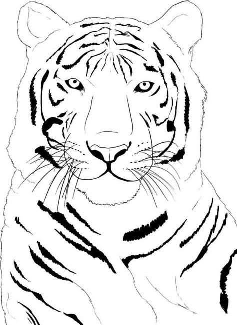 Free printable tiger coloring pages for kids animal outline tiger drawing easy animal drawings