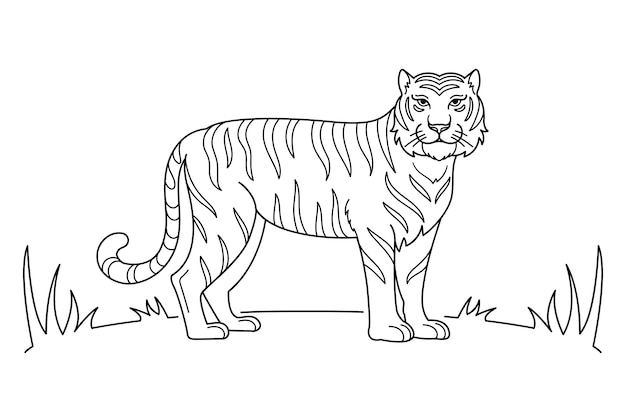 Simple tiger coloring page vectors illustrations for free download