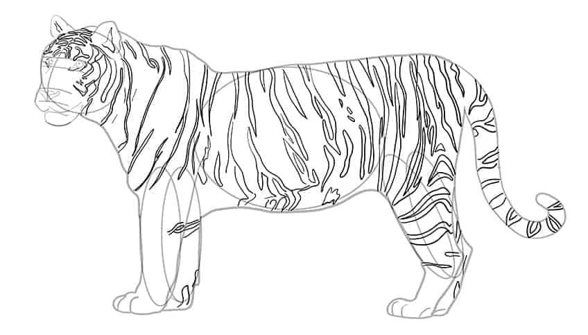 How to draw a tiger