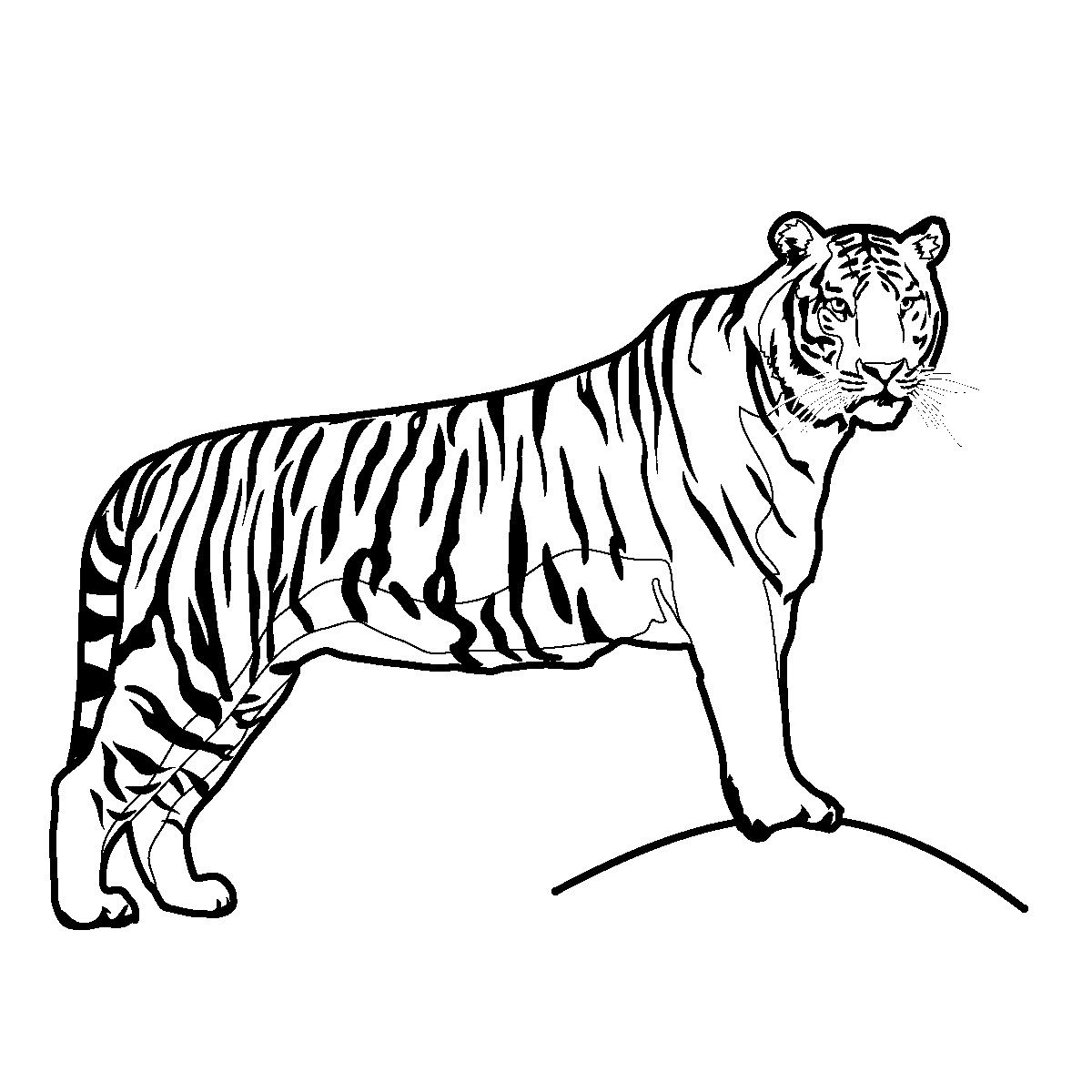 Animals of asia tiger illustration cat coloring page tiger images