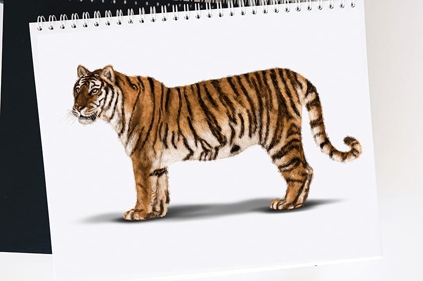 How to draw a tiger