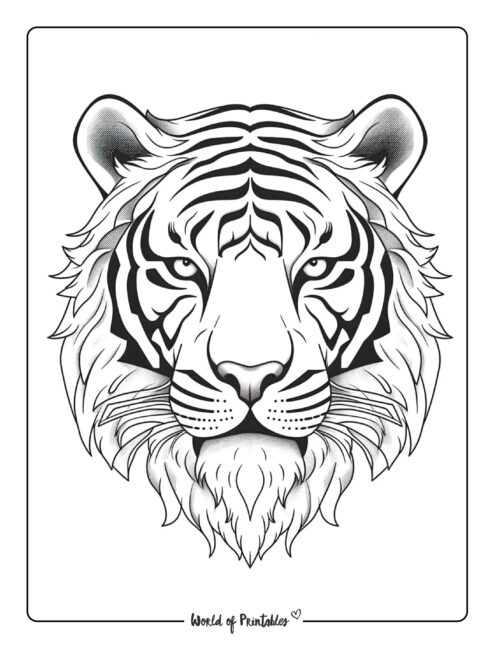 Tiger coloring pages for kids adults