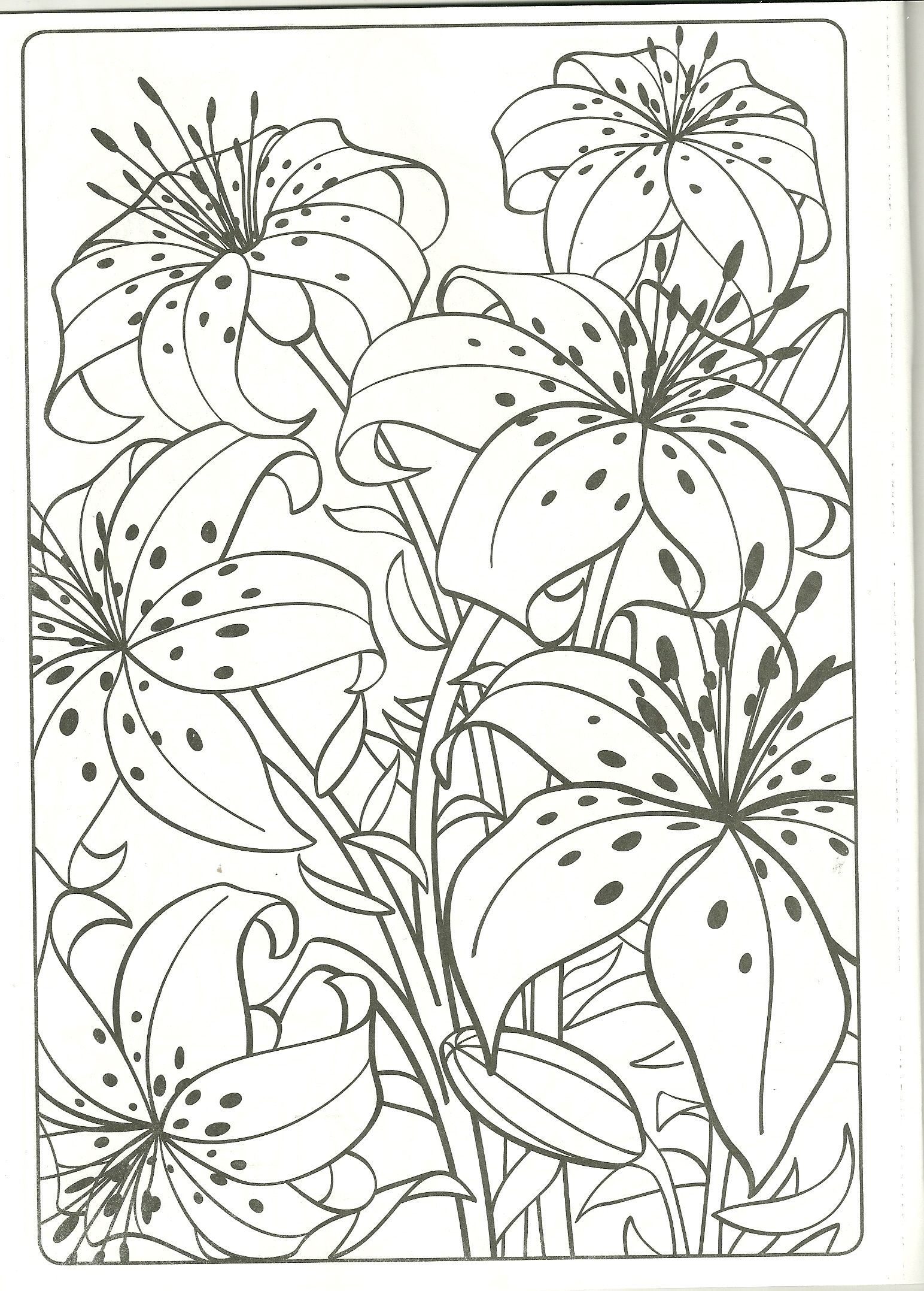 Tiger lilly coloring page its my fave flower adult coloring pages coloring pages flower drawing