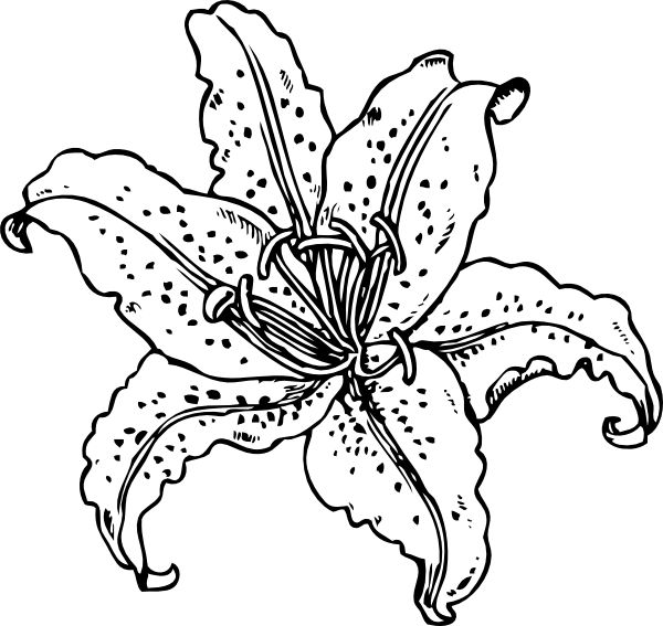 Peter pan tiger lily coloring pages new coloring pages flower coloring pages lilies drawing coloring pages