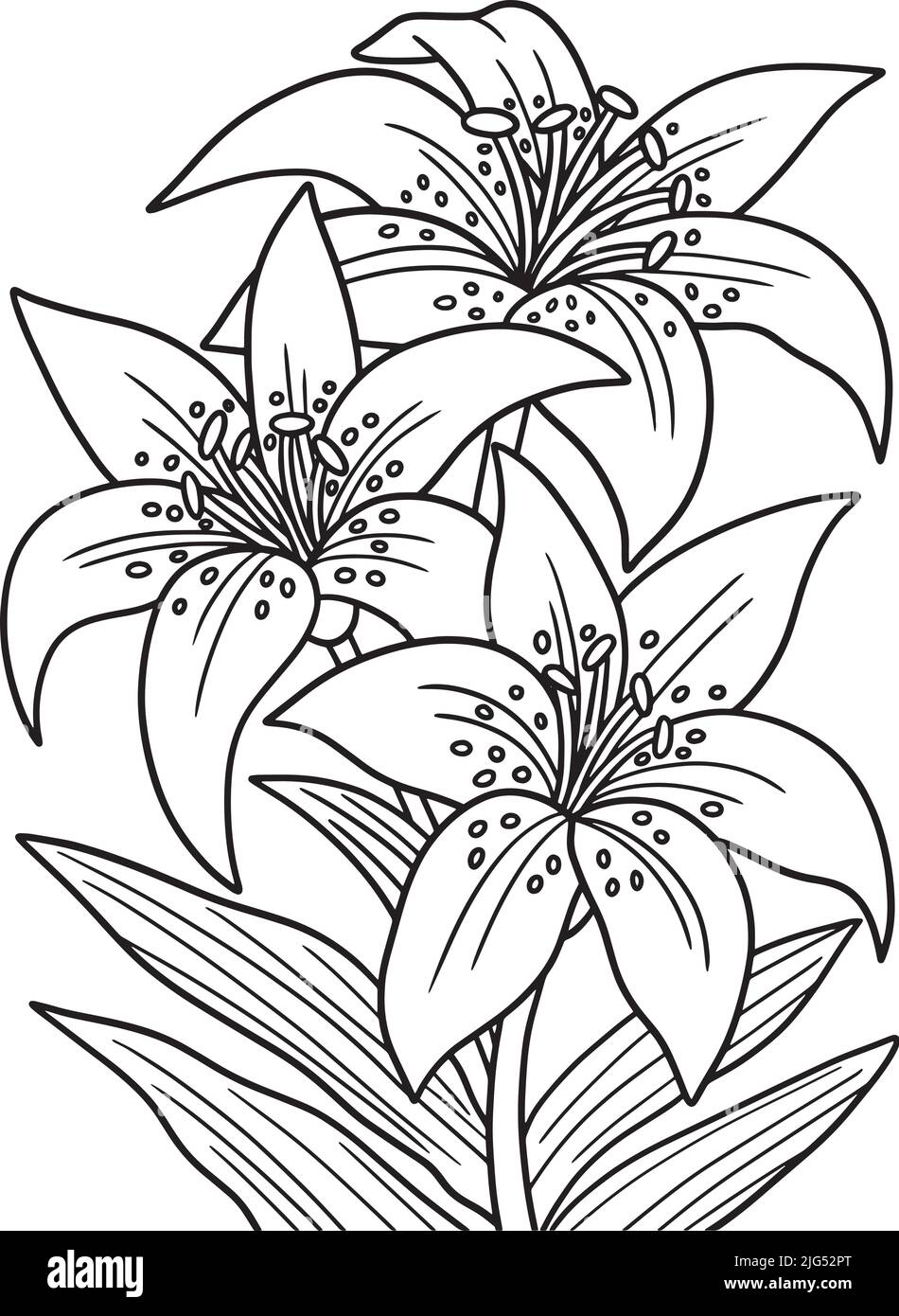 Lilies flower coloring page for adults stock vector image art