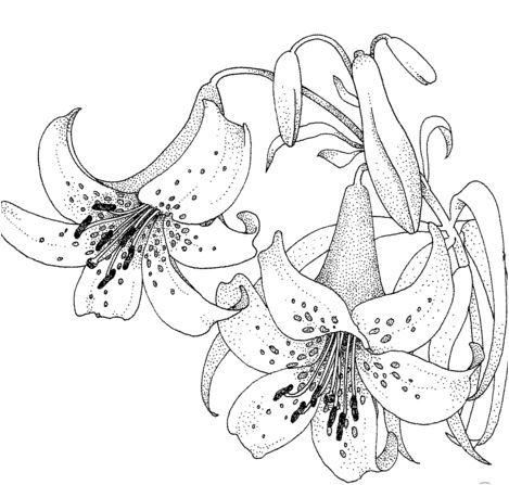 Lilies coloring pages printable for free download