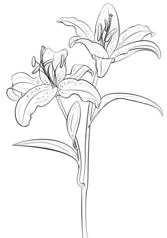 Creative tiger lily coloring page